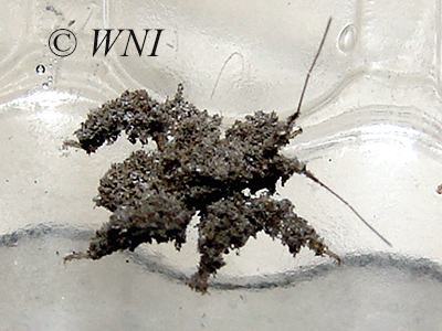Masked Hunter (Reduvius personatus)